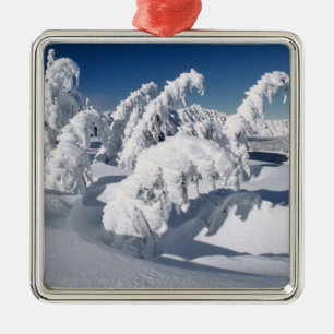 USA, Oregon, Crater Lake NP. Bäume fallen unter Silbernes Ornament