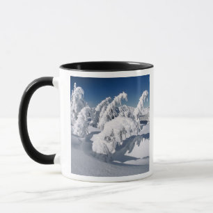 USA, Oregon, Crater Lake NP. Bäume fallen unter Tasse