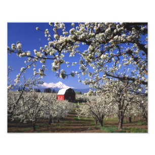 USA, Oregon, Hood River Valley, Birnbaumplantage Fotodruck
