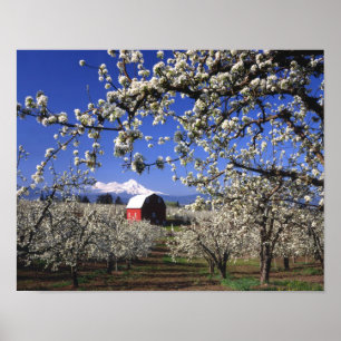 USA, Oregon, Hood River Valley, Birnbaumplantage Poster