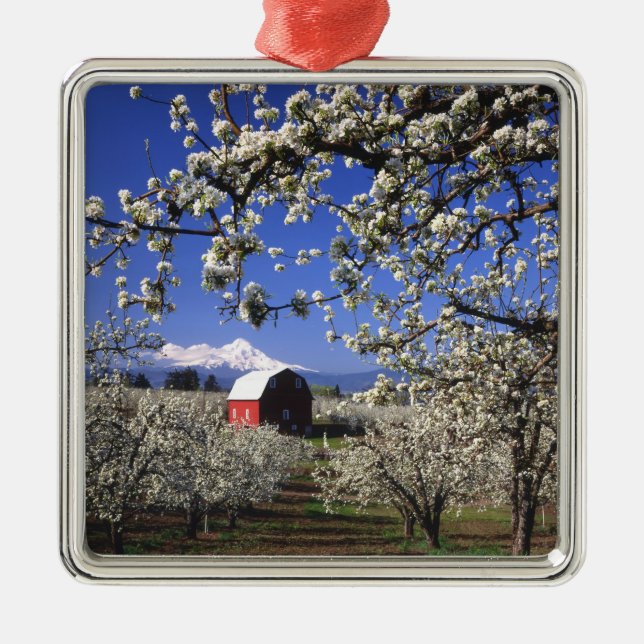 USA, Oregon, Hood River Valley, Pear orchard Silbernes Ornament (Vorne)