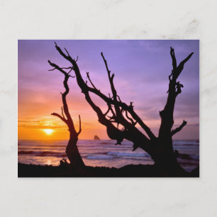 USA, Oregon, Kap Meares. Sonnenuntergang Postkarte