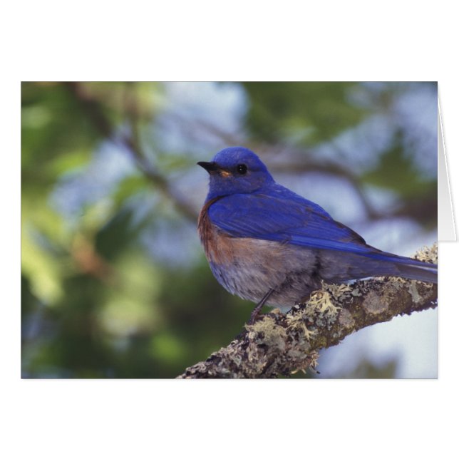 USA, Oregon Männlicher Western Bluebird (Vorderseite (Horizontal))