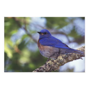 USA, Oregon Männlicher Western Bluebird Fotodruck
