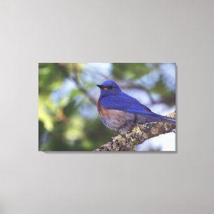 USA, Oregon Männlicher Western Bluebird Leinwanddruck