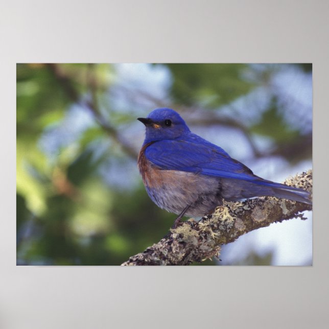 USA, Oregon Männlicher Western Bluebird Poster (Vorne)