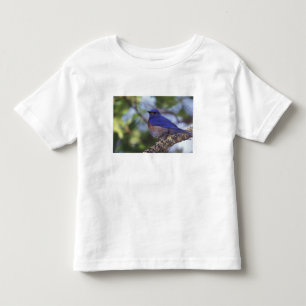 USA, Oregon. Männlicher Westlicher Blauvogel Kleinkind T-shirt