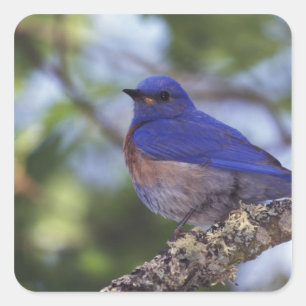 USA, Oregon. Männlicher Westlicher Blauvogel Quadratischer Aufkleber