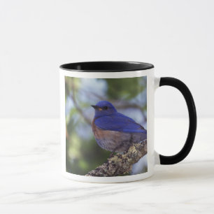 USA, Oregon. Männlicher Westlicher Blauvogel Tasse