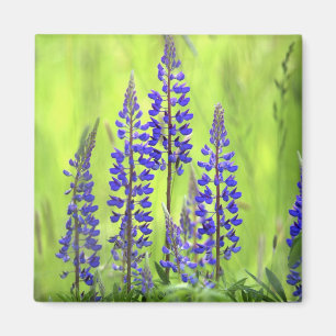 USA, Oregon, Mt. Hood National Forest, Lupine Magnet