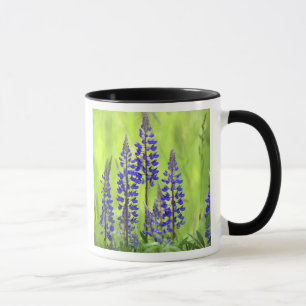 USA, Oregon, Mt. Hood National Forest, Lupine Tasse