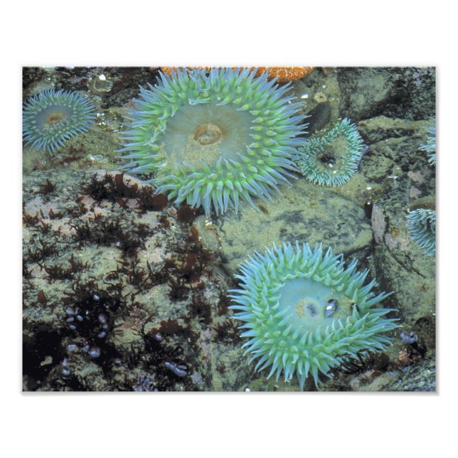 USA, Oregon, Nepture SP. Juwelenfarbenes Meer Fotodruck (Vorne)