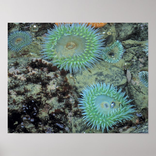 USA, Oregon, Nepture SP. Juwelenfarbenes Meer Poster (Vorne)