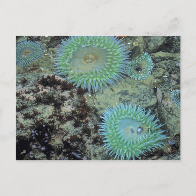 USA, Oregon, Nepture SP. Juwelenfarbenes Meer Postkarte (Vorderseite)