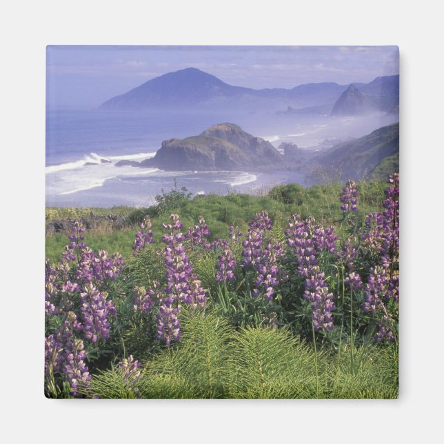 USA, Oregon, Nesika Beach. Lupine und Oregon Magnet (Vorne)