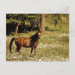 USA, Oregon. Pferd auf einem Feld mit Gänseblümche Postkarte