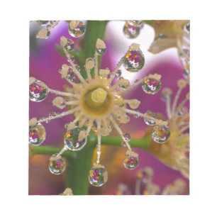 USA, Oregon, Portland. Kosmos-Blume spiegeln sich Notizblock