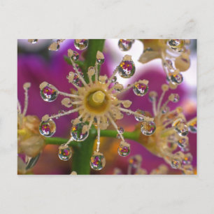 USA, Oregon, Portland. Kosmos-Blume spiegeln sich Postkarte