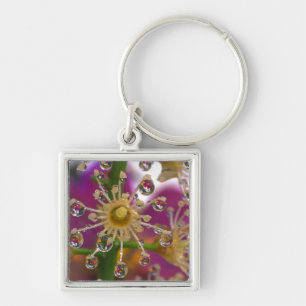 USA, Oregon, Portland. Kosmos-Blume spiegeln sich Schlüsselanhänger