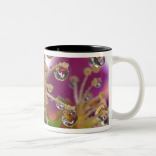 USA, Oregon, Portland. Kosmos-Blume spiegeln sich Zweifarbige Tasse