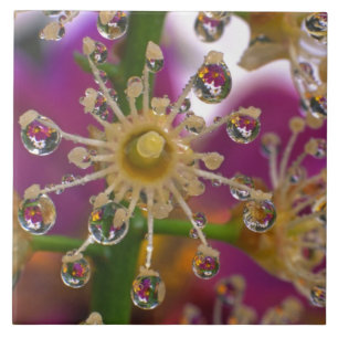 USA, Oregon, Portland. Kosmosblumen spiegeln sich Fliese