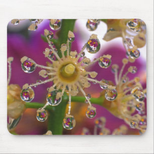 USA, Oregon, Portland. Kosmosblumen spiegeln sich Mousepad