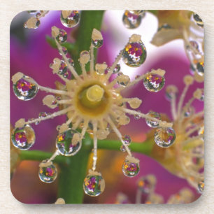 USA, Oregon, Portland. Kosmosblumen spiegeln sich Untersetzer