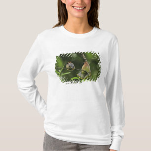 USA, Oregon, Portland. Männlicher Seidenschwanz T-Shirt