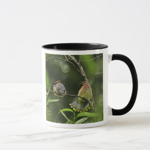 USA, Oregon, Portland. Männlicher Seidenschwanz Tasse