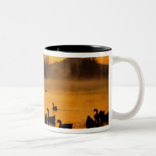USA, Oregon, Portland. Wasservögel in Columbia Zweifarbige Tasse