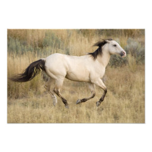 USA, Oregon, Seneca, Ponderosa Ranch. Pferd Fotodruck