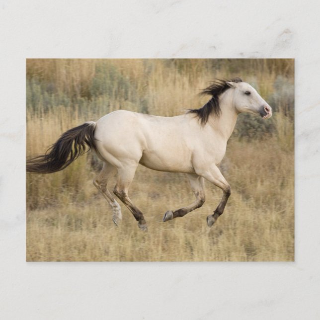 USA, Oregon, Seneca, Ponderosa Ranch. Pferd Postkarte (Vorderseite)