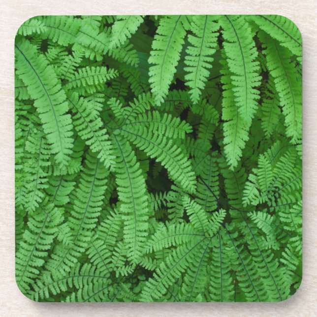USA, Oregon, Silverton. Maidenhair Getränkeuntersetzer (Vorderseite)