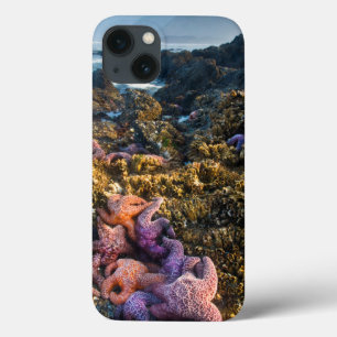 USA, Oregon. Starfish und Seesterne title_seo2