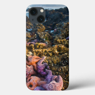USA, Oregon Sterne von Seestern Case-Mate iPhone Hülle