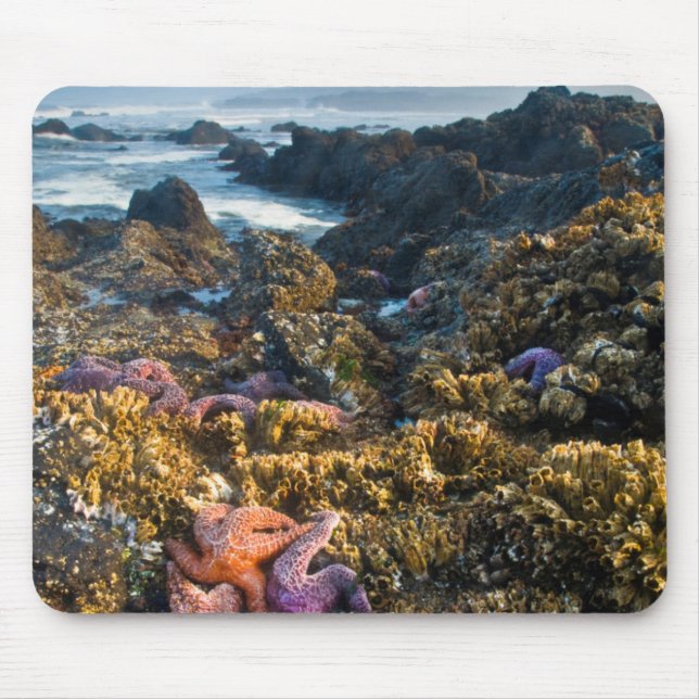 USA, Oregon Sterne von Seestern Mousepad (Vorne)