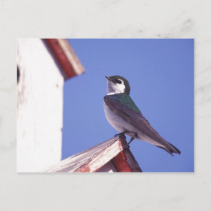 USA, Oregon. Sumpfschwalbe Tachycineta Postkarte