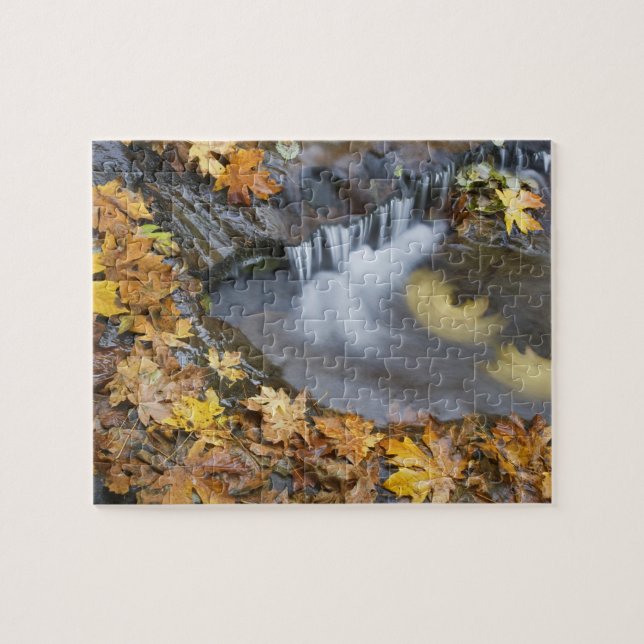 USA, Oregon, Sweet Creek. Blätter von gefallenen A (Horizontal)