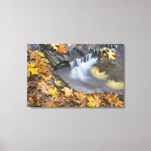 USA, Oregon, Sweet Creek. Blätter von gefallenen A Leinwanddruck