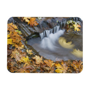 USA, Oregon, Sweet Creek. Gefallene Ahornblätter Magnet