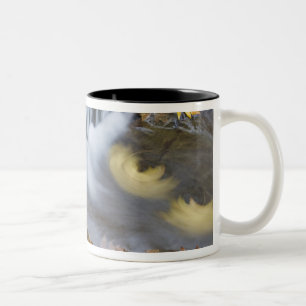 USA, Oregon, Sweet Creek. Gefallene Ahornblätter Zweifarbige Tasse