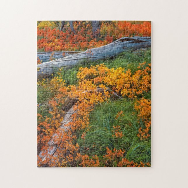 USA, Oregon, Willamette National Forest (Vertikal)