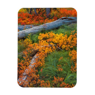 USA, Oregon, Willamette National Forest Magnet