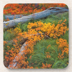 USA, Oregon, Willamette National Forest Untersetzer