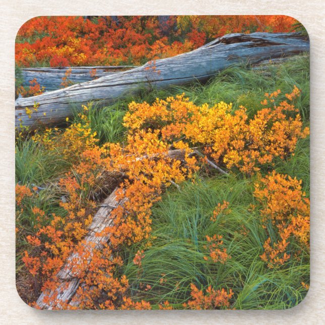 USA, Oregon, Willamette National Forest Untersetzer (Vorderseite)