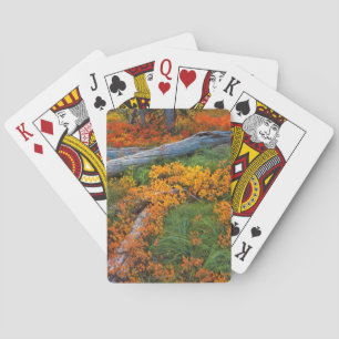USA, Oregon, Willamette staatlicher Wald Spielkarten