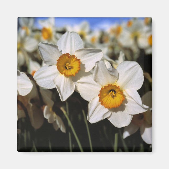 USA, Oregon, Willamette Valley. Daffodien Magnet (Vorne)