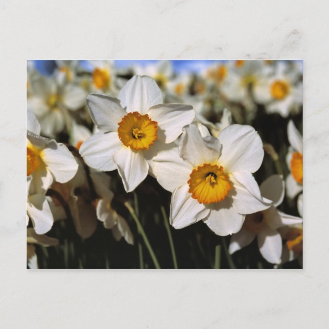 USA, Oregon, Willamette Valley. Daffodien Postkarte (Vorderseite)