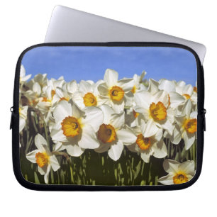 USA, Oregon, Willamette Valley. Daffodien wachsen Laptopschutzhülle