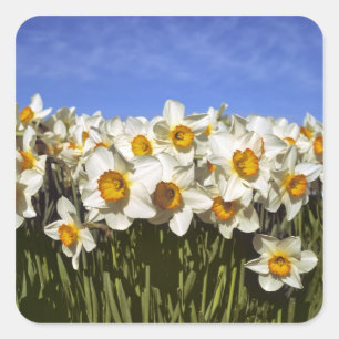 USA, Oregon, Willamette Valley. Daffodien wachsen Quadratischer Aufkleber